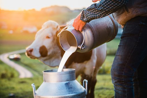 Male farmer pouring raw milk into container with cow in background